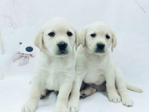 纯种拉布拉多一公一母1个月零29天